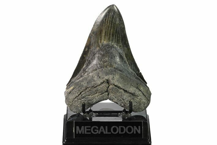 Serrated, Fossil Megalodon Tooth - South Carolina #171116